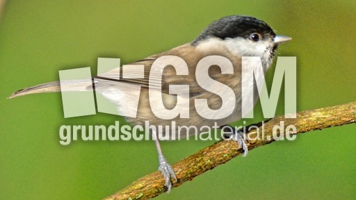 Tannenmeise (07).jpg